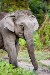 Asiatic Elephant walking through the jungle in Kaziranga National Park, India