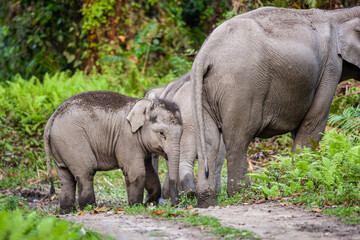 Asiatic Elephant walking through the jungle in Kaziranga National Park, India