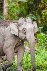 Fototapeta premium Asiatic Elephant walking through the jungle in Kaziranga National Park, India