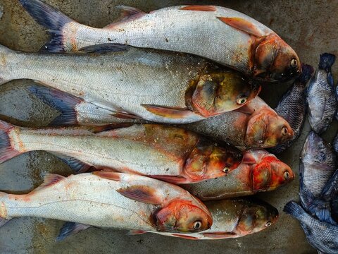 silver carp fish arranged in row in indian fish market for sale