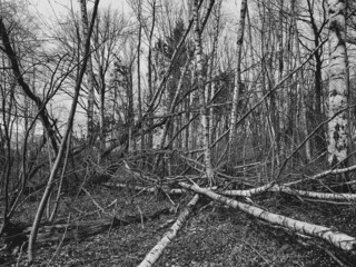 verwüsteter Wald mit umgestürzten, durcheinander liegenden Bäumen - monochrome, schwarz-weiß - obrazy, fototapety, plakaty
