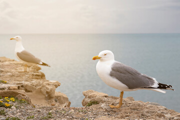 seagull posing on cliff in front of the sea. selective focus. copy space.
