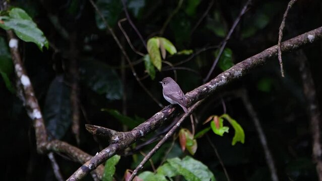 Facing towards the forest then looks around, Asian Brown Flycatcher, Muscicapa dauurica, Khao Yai National Park, Thailand.