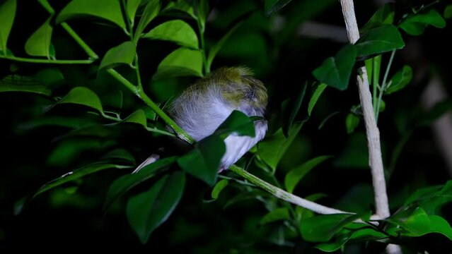 Roosting during the night with its head hidden under its left wing, Common Tailorbird Orthotomus sutorius, Thailand.