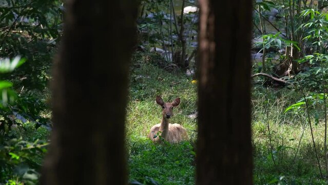 Seen through two trees as the camera zooms out, Eld's Deer, Rucervus eldii, Huai Kha Kaeng Wildlife Sanctuary, Thailand.