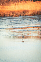 Beautiful Wild Great Blue Heron in the Wetland