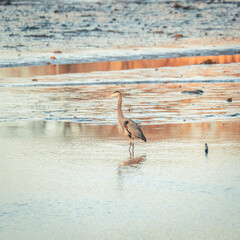 Beautiful Wild Great Blue Heron in the Wetland
