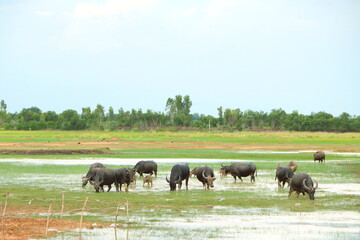 Naklejka na ściany i meble Group of big black Asia buffalo eating grass in green field have water have bird around with nature view in Thailand