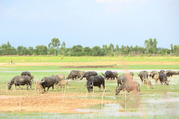 Group of big black Asia buffalo eating grass in green field have water have bird around with nature view in Thailand