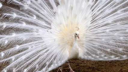 Keuken spatwand met foto The white peacock originates from India and owes its color to a genetic mutation © Claudio