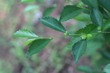 Streblus asper is a herbaceous plant that is often found in tropical areas such as Indonesia and is commonly used as bonsai. In Indonesia, this plant is called serut.