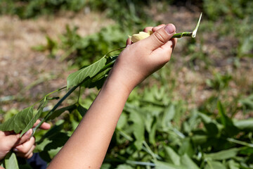 A man tears green leaves from a tree branch