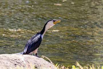 Little Pied Cormorant in Queensland Australia