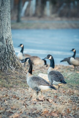 Fototapeta premium Beautiful Wild Canada Goose in the Woods