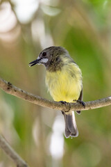 Fairy Gerygone  in Queensland Australia