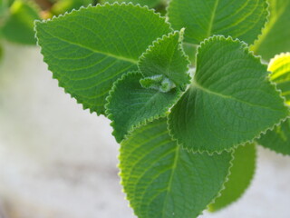 hairy green leaf on blur background