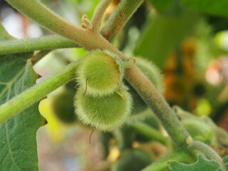 Hairy-fruited eggplant on tree background