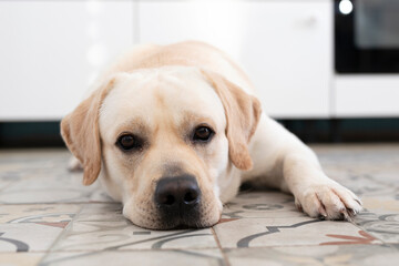 Labrador retriever dog lies on floor of house and stares intently at camera. Domestic pet animal behavior, obedience and patience