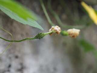 little flowers sapling on floor