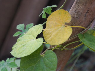 little tree leaf on log