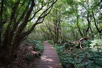 Fototapeta premium fine boardwalk through dense forest