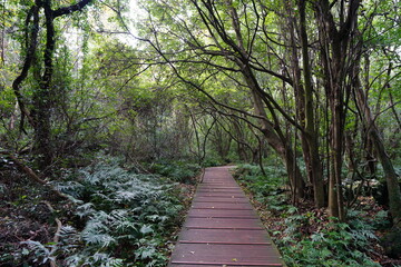 fine boardwalk through dense forest