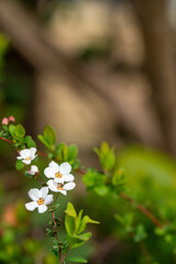 Many little flowers in early Spring time in Tokyo, JAPAN