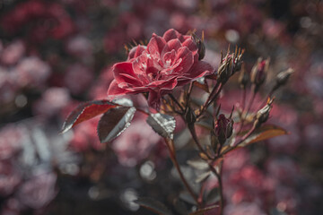 Flowers for interior decoration. Bokeh colorful