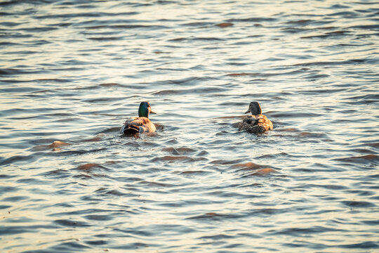 Wild Birds in the Pelham Bay Park Wetland