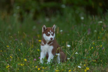 blue-eyed husky puppy walking in the park
