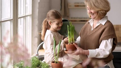 An elderly woman grandmother and a little girl granddaughter take care of and plant potted plants inside the house, do gardening in the spring for Earth Day