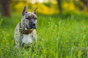 portrait of a pit bull dog that stands in the grass