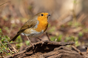 Robin Red Breast (Erithacus rubecula)