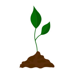 Green plant growth stages vector isolated illustration