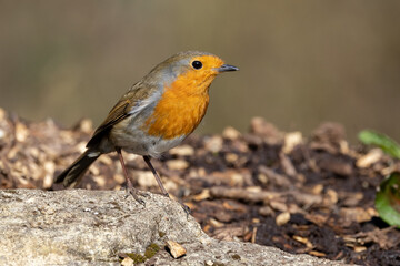 Robin Red Breast (Erithacus rubecula)