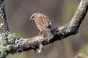 Dunnock (Prunella modularis) in woodland setting