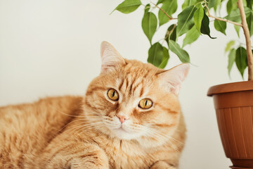 Ginger cat and ficus houseplant. Cat and houseplants concept, Selective focus on cat's muzzle