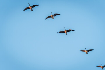 Fototapeta premium Beautiful Flying Canada Goose in the Sky