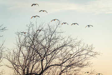 Beautiful Flying Canada Goose in the Sky