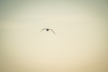 Beautiful Flying Canada Goose in the Sky