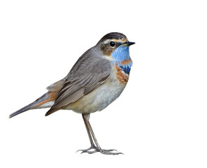 male of bluethroat (luscinia svecica) under plumage changing into breeding feathers before migrating back to its land