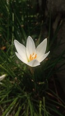 Zephyranthes candida, with common names that include autumn zephyrlily, white windflower, white...