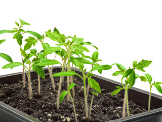 Young seedlings of tomatoes germinated from seeds. Low sprouts of tomatoes.