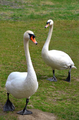 Fototapeta premium A pair of white mute-swans walking on a young spring grass. Wild birds and animals photo outdoors.