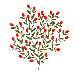 Shrub branch with red berries. Beautiful illustration of barberry berries isolated on white background.