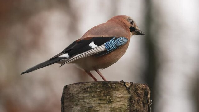 Slow Motion Beautiful Extreme Close Up of Eurasian Jay Perched on a Tree Trunk Looking for Food