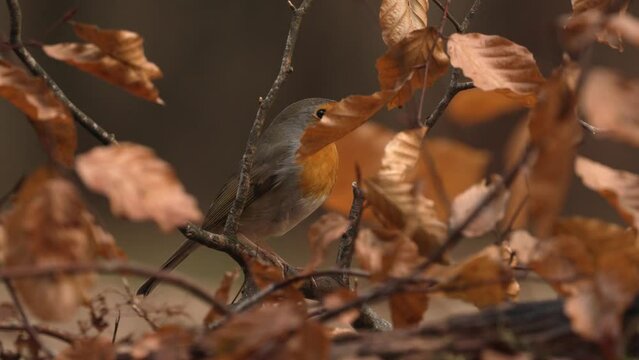 Slow Motion Close Up of Red Breasted Robin Fly off a Branch in Autumn