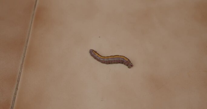 worm crawling on the floor
