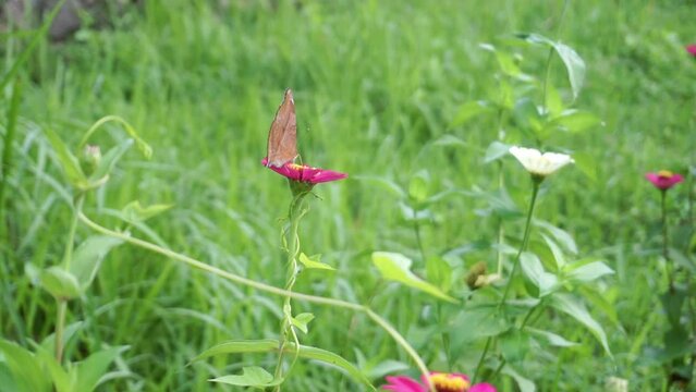 Close up shot of pretty Junonia iphita or Chocolate Soldier resting in flower between green grass
