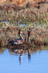 Colorful Great crested grebe birds breeding at the water's edge